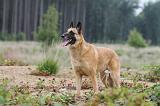 MALINOIS 553